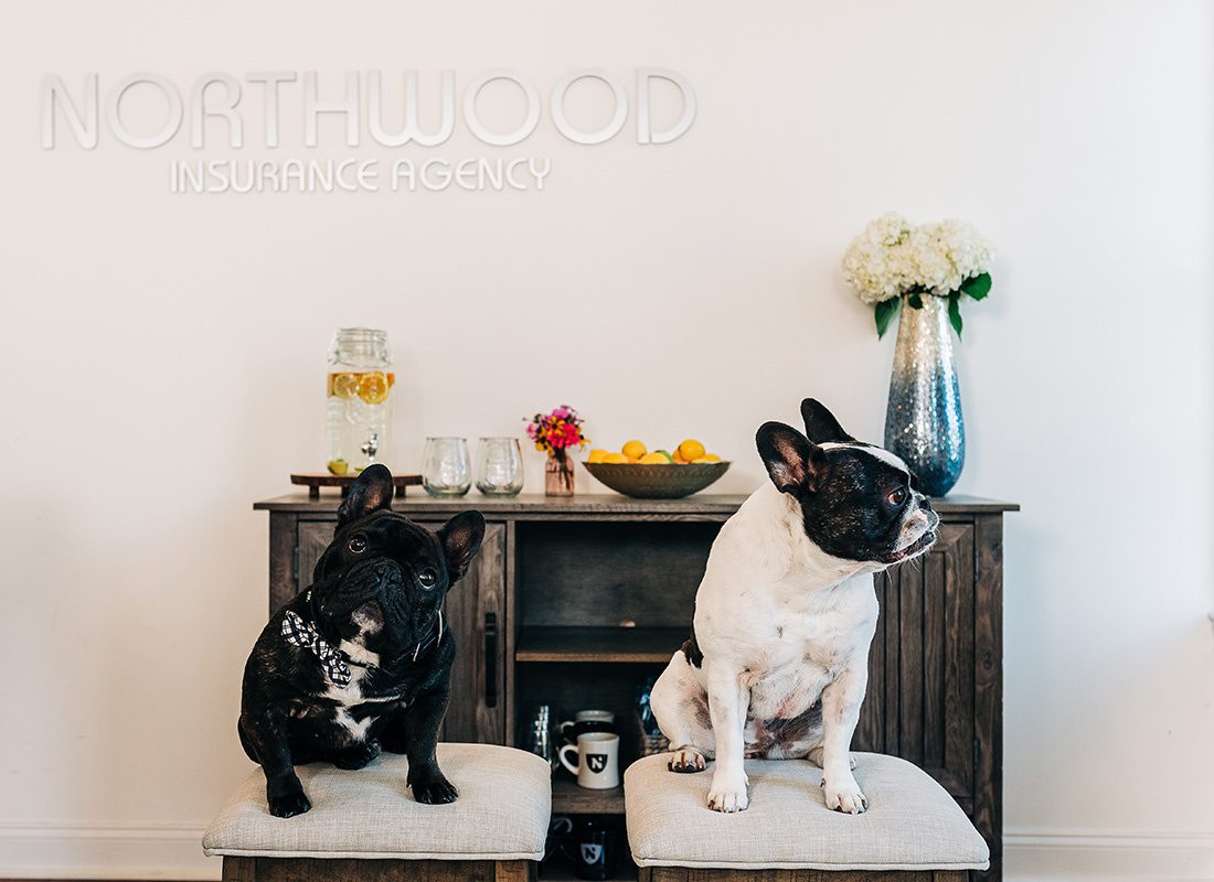 We Are Independent - Closeup Portrait of French Bulldogs Ellie and Enzo Sitting on Chairs in the Northwood Insurance Agency Office
